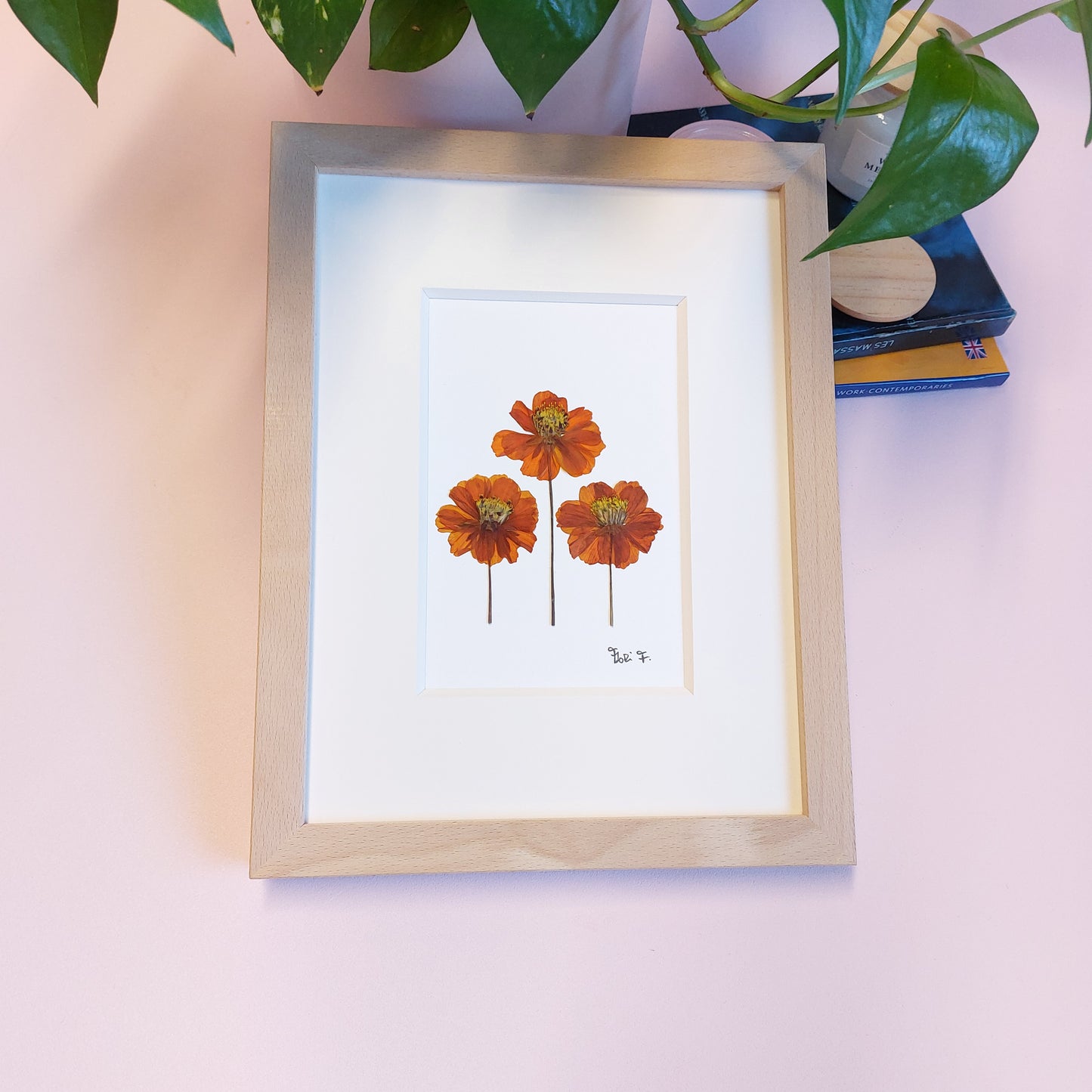 Herbier décoratif composé de trois fleurs de cosmos orange à tige, issues de sources locales (Ferme Florale Au Château Fleuri, en Moselle, France).
