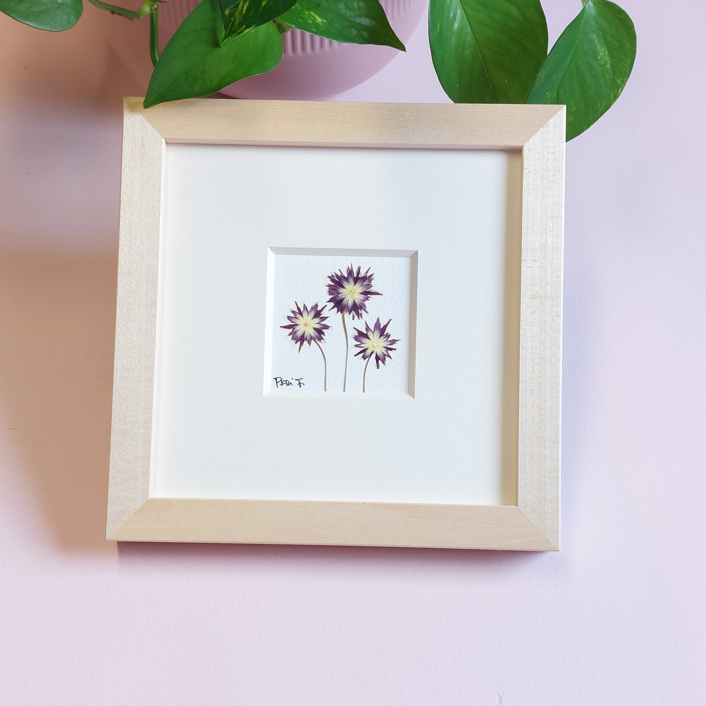 Herbier d'art fait avec des fleurs de phlox étoilé pressées et séchées naturellement.