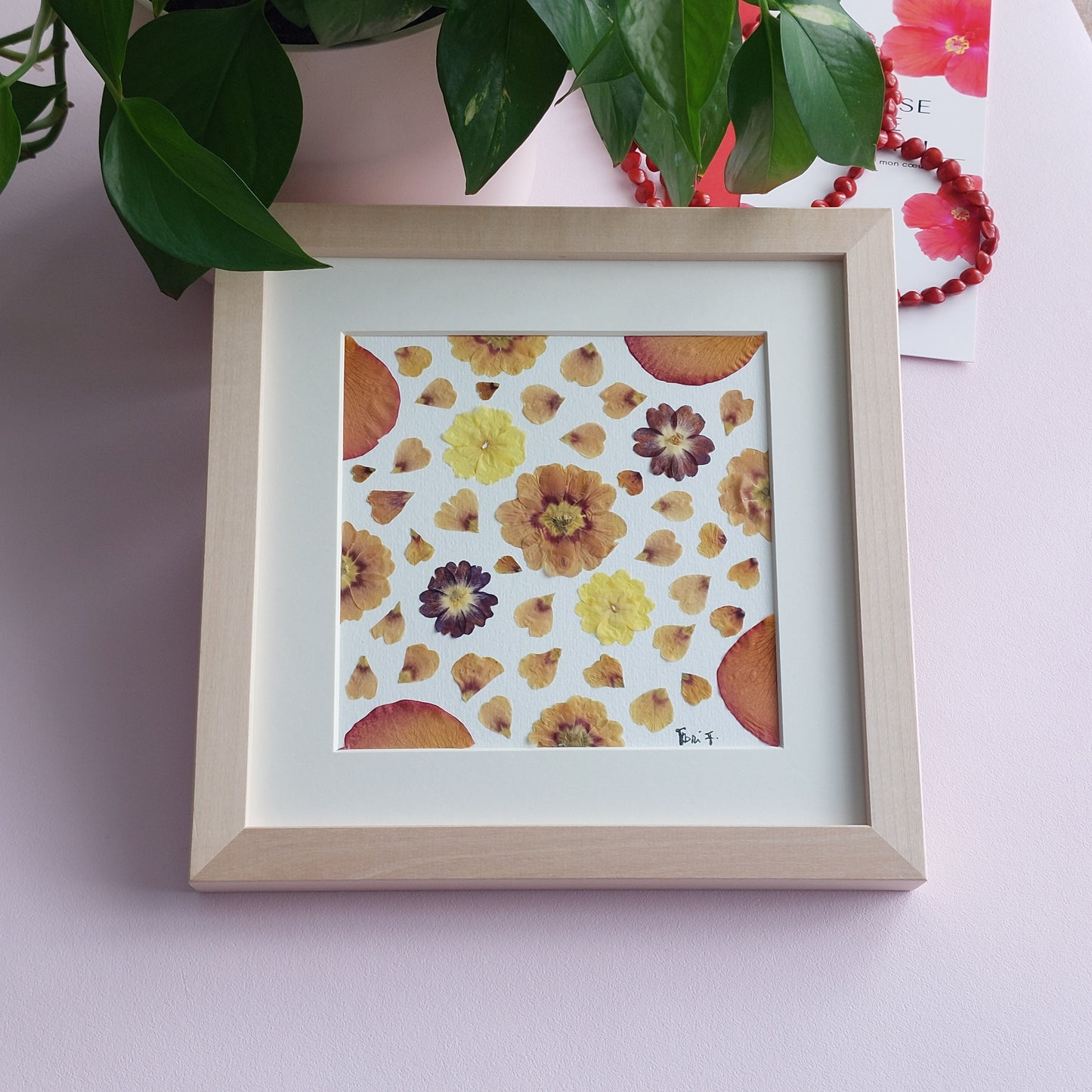 Herbier fleurs séchées fait avec des primevères multi couleurs.