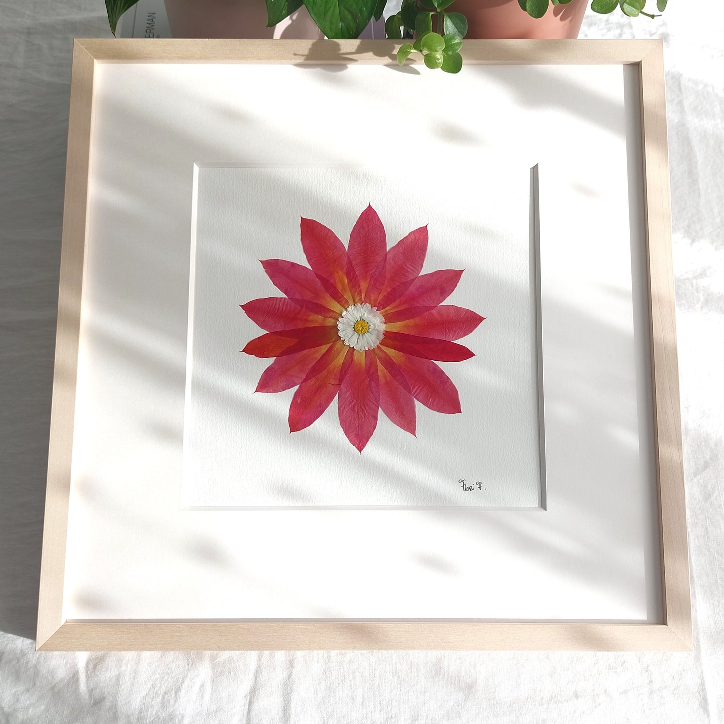 Herbier d’art encadré – LE CADEAU IDÉAL POUR LA FÊTE DES MÈRES !
Élégance et douceur se rencontrent dans cette création au format 40x40 cm, composée d'un cactus rouge et une marguerite anglaise. Un tableau floral rare, sublimé par un passepartout haut de gamme.