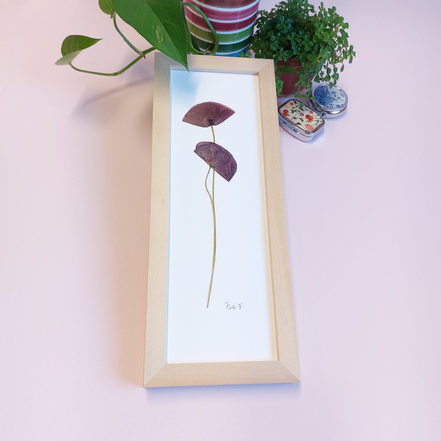 Herbarium made in France with red poppies.