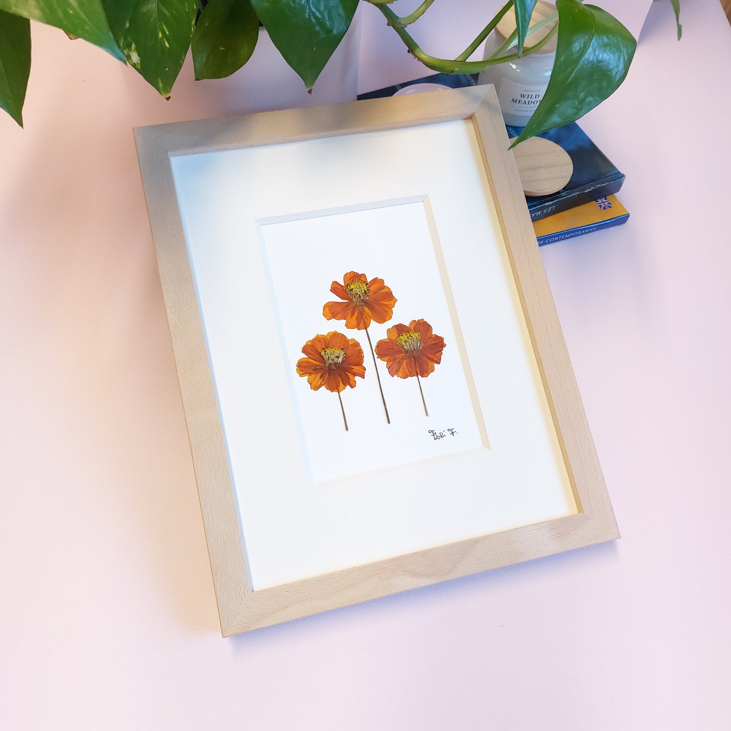 Herbier décoratif composé de trois fleurs de cosmos orange à tige, issues de sources locales (Ferme Florale Au Château Fleuri, en Moselle, France).