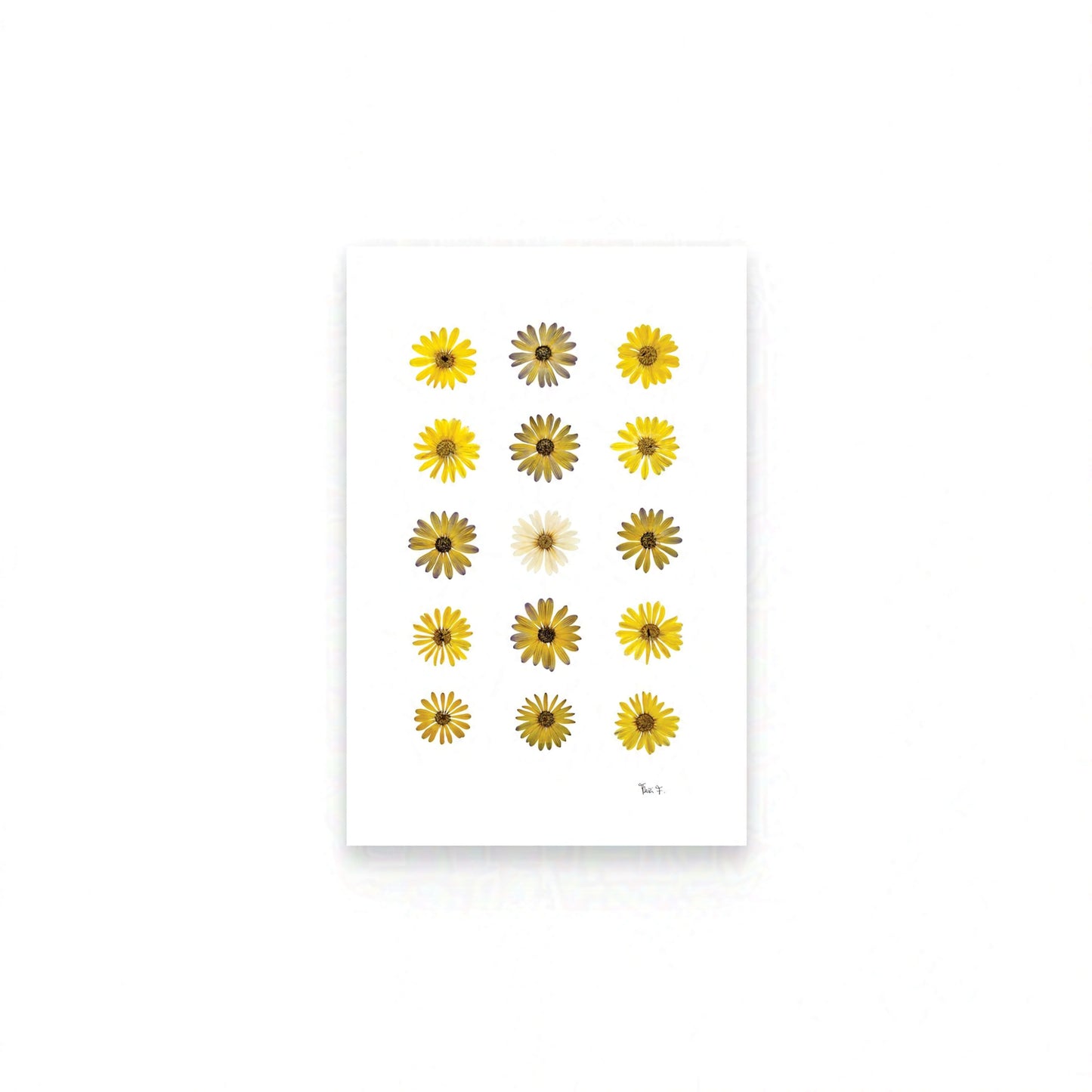 LUMIÈRE DU SOLEIL — ŒUVRE D'ART BOTANIQUE | ÉDITION D'ART CERTIFIÉE