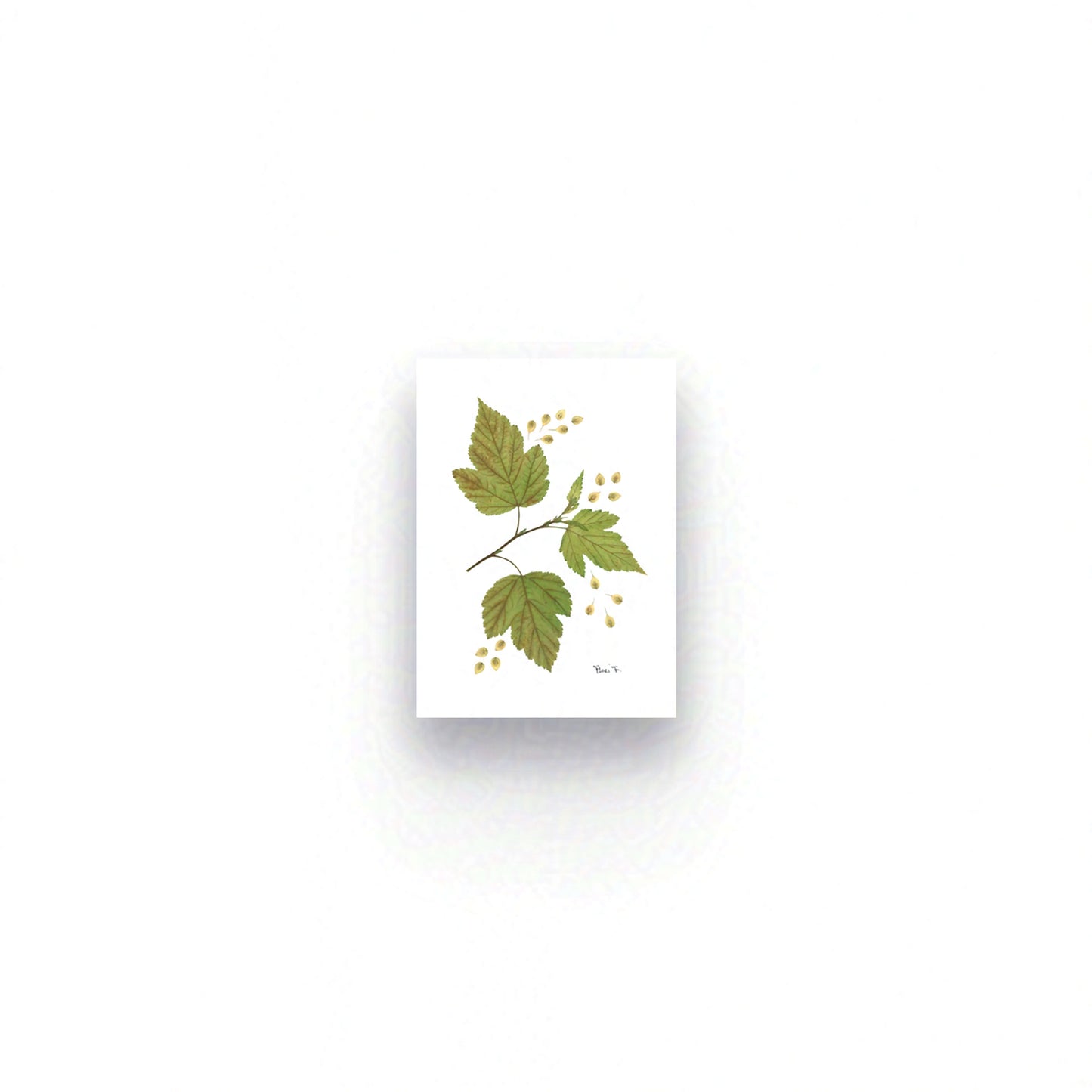 HAZEL — ŒUVRE D'ART BOTANIQUE | ÉDITION D'ART OUVERTE