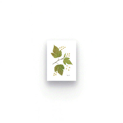 HAZEL — ŒUVRE D'ART BOTANIQUE | ÉDITION D'ART OUVERTE