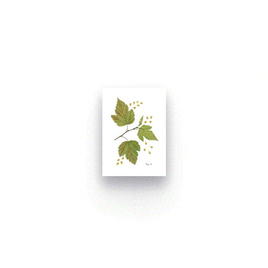 HAZEL — BOTANICAL ARTWORK |  OPEN FINE ART EDITION