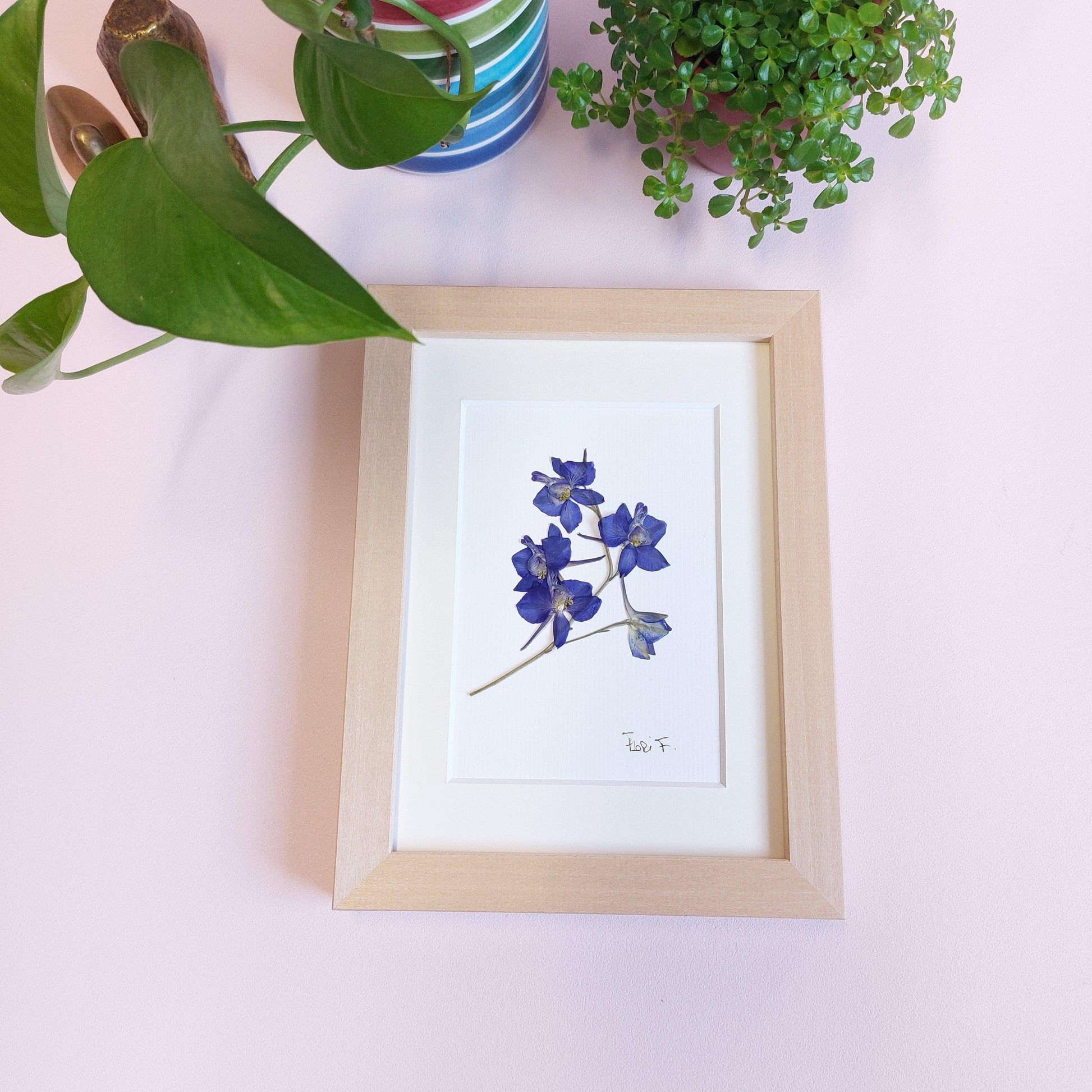 Herbier d'art minimaliste, réalisé avec des fleurs d'alouette de provenance locale (Luxembourg).