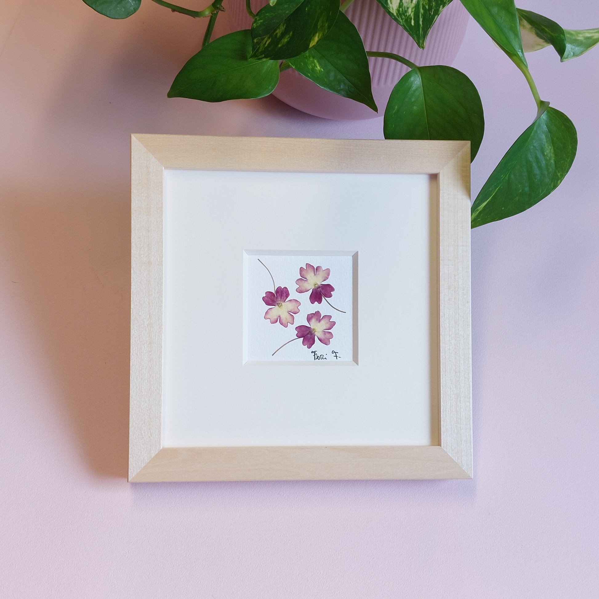 Herbier d'art fait avec des fleurs de verveine pressées et séchées naturellement.  