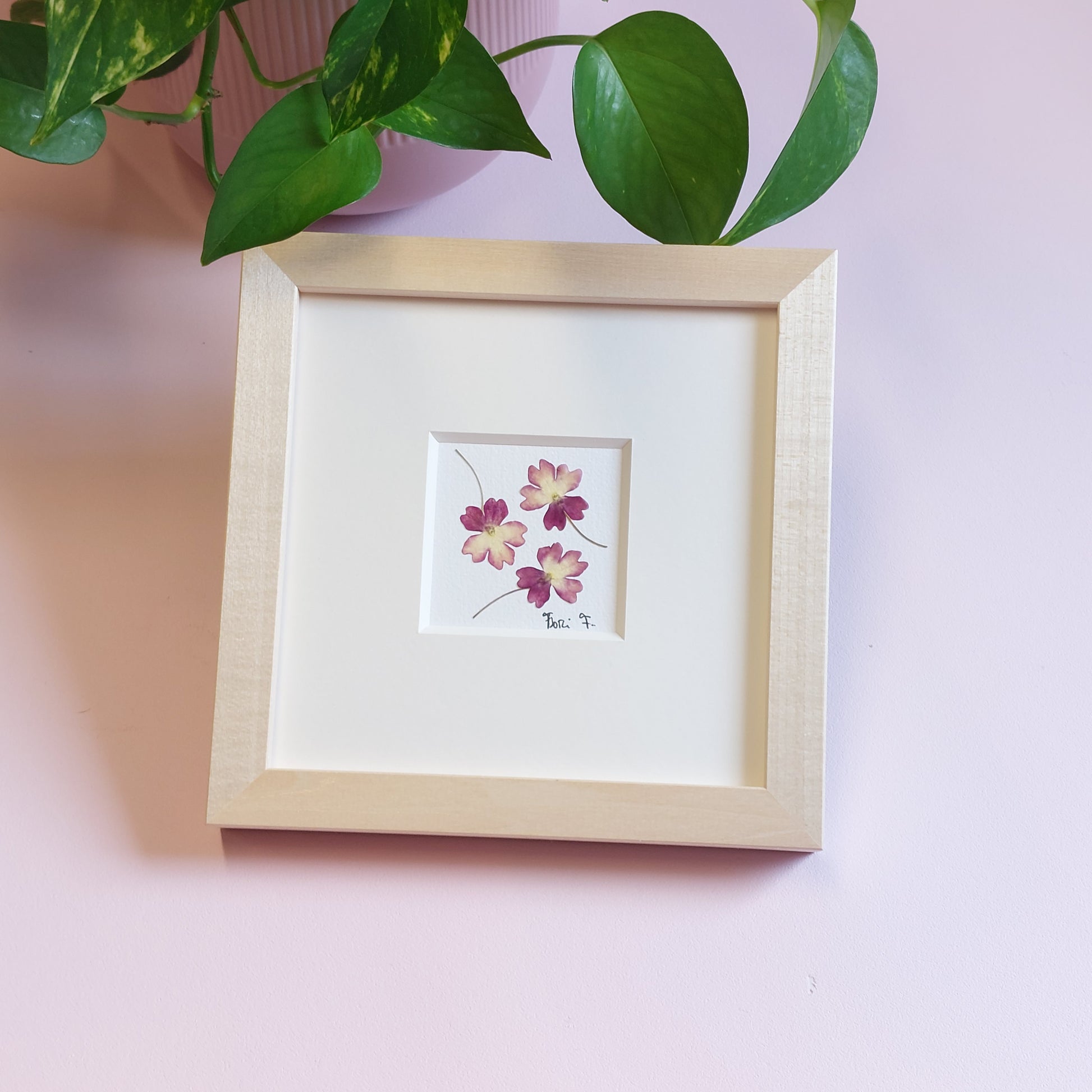 Herbier d'art fait avec des fleurs de verveine pressées et séchées naturellement.  