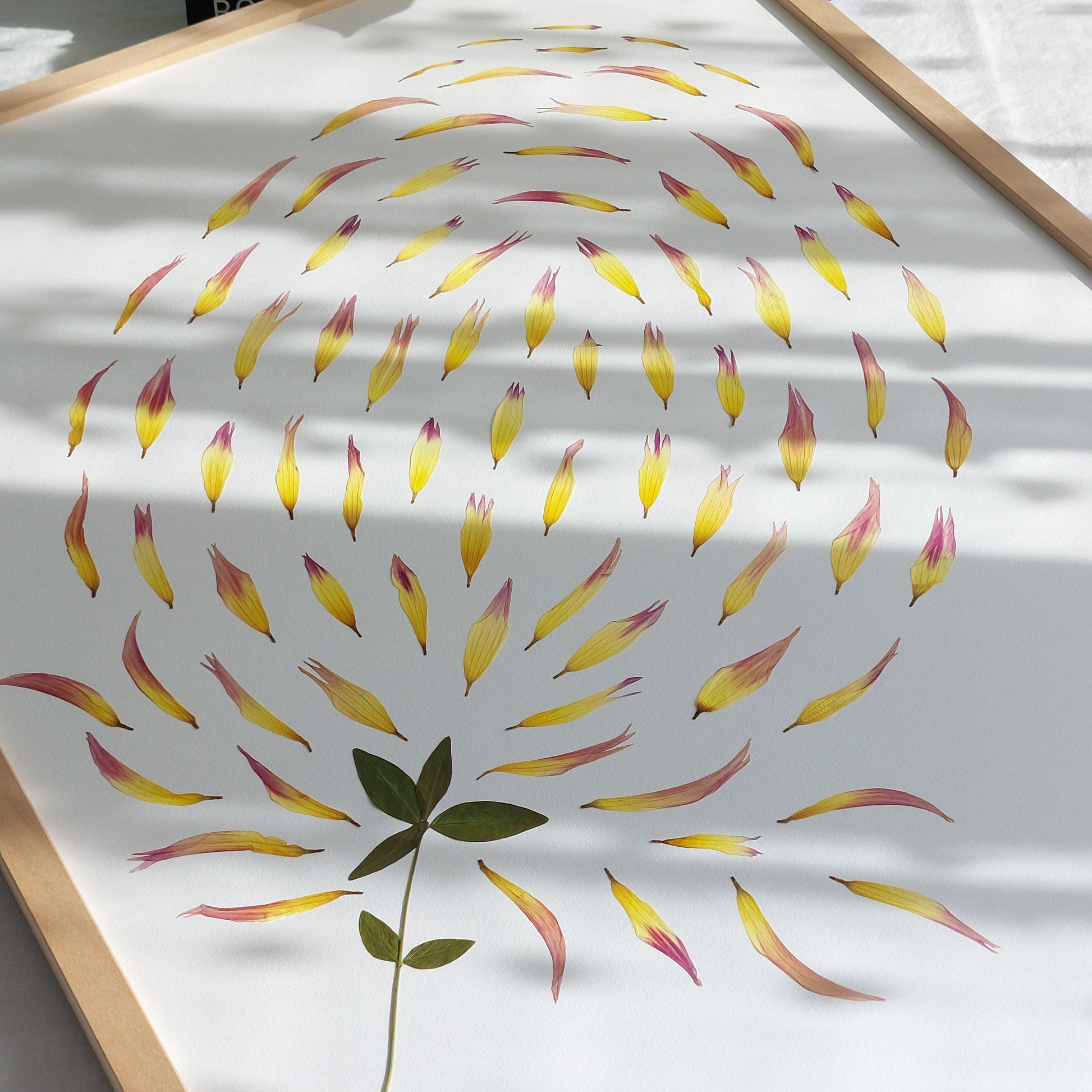Herbier d'art encadré de la collection Les Expressifs, composé des pétales de dahlia.  Les végétaux sont pressés et séchés naturellement pour préserver leur délicatesse. Présenté dans un cadre en bois de tilleul éco-responsable. Pour une conservation optimale, évitez l'exposition directe au soleil ou à l'humidité. Usage exclusivement visuel, reproduction interdite.