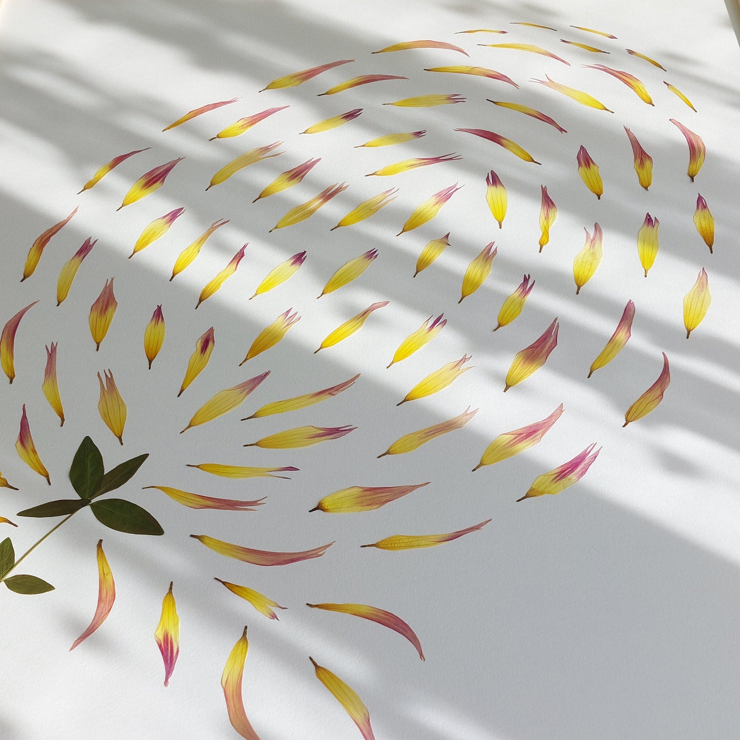 Herbier d'art encadré de la collection Les Expressifs, composé des pétales de dahlia.  Les végétaux sont pressés et séchés naturellement pour préserver leur délicatesse. Présenté dans un cadre en bois de tilleul éco-responsable. Pour une conservation optimale, évitez l'exposition directe au soleil ou à l'humidité. Usage exclusivement visuel, reproduction interdite.