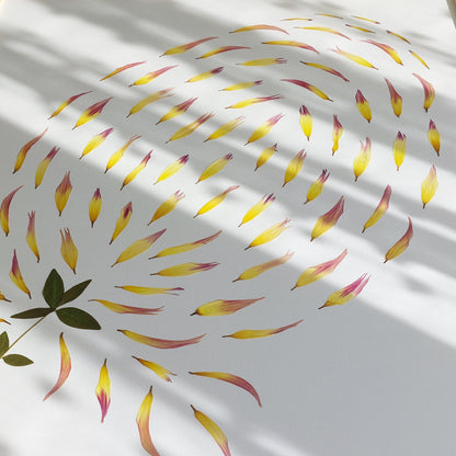 Herbier d'art encadré de la collection Les Expressifs, composé des pétales de dahlia.  Les végétaux sont pressés et séchés naturellement pour préserver leur délicatesse. Présenté dans un cadre en bois de tilleul éco-responsable. Pour une conservation optimale, évitez l'exposition directe au soleil ou à l'humidité. Usage exclusivement visuel, reproduction interdite.