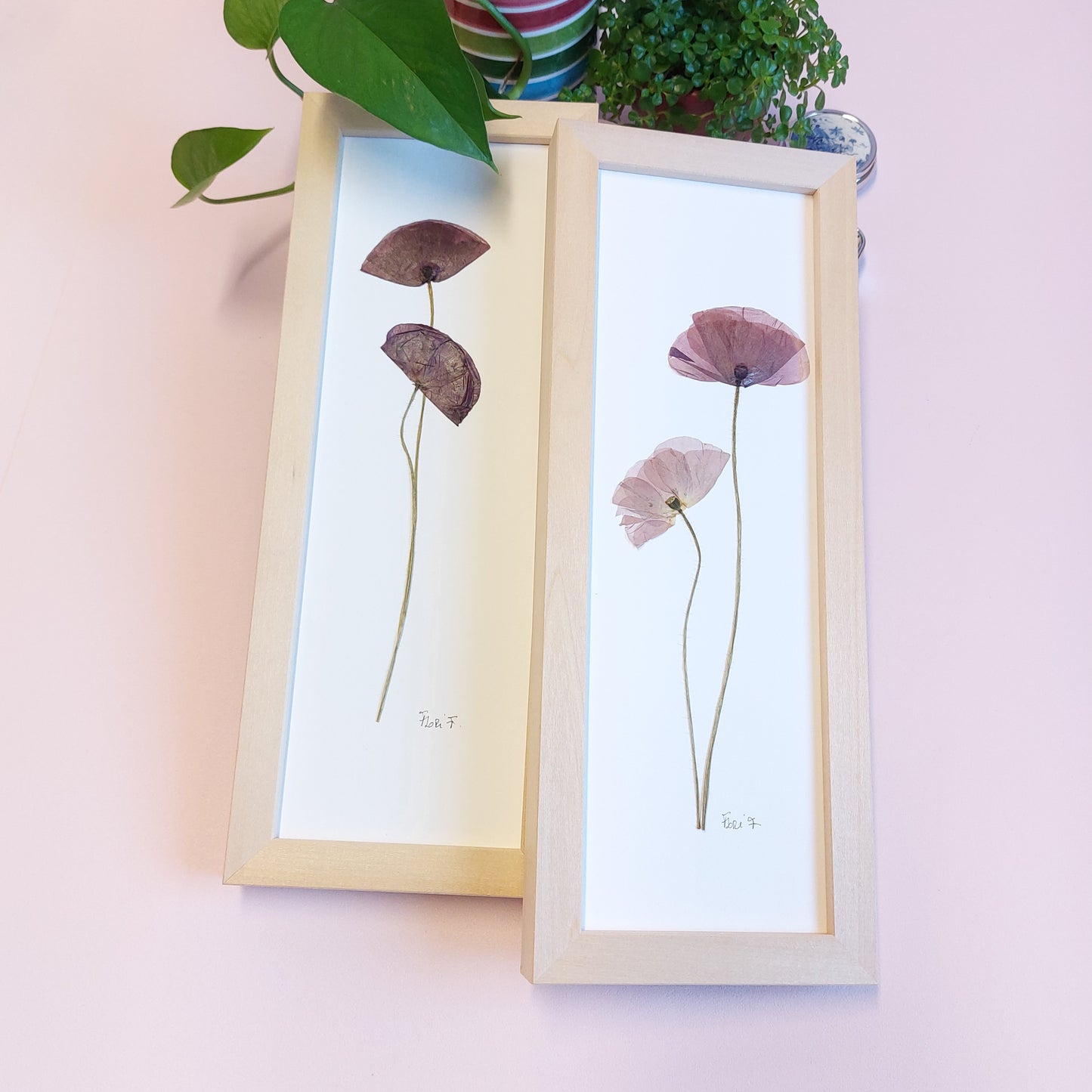 Lot de deux herbiers d'art Flori F. au format 10x30 cm. Chaque cadre contient deux coquelicots d'origine locale, soigneusement disposés.